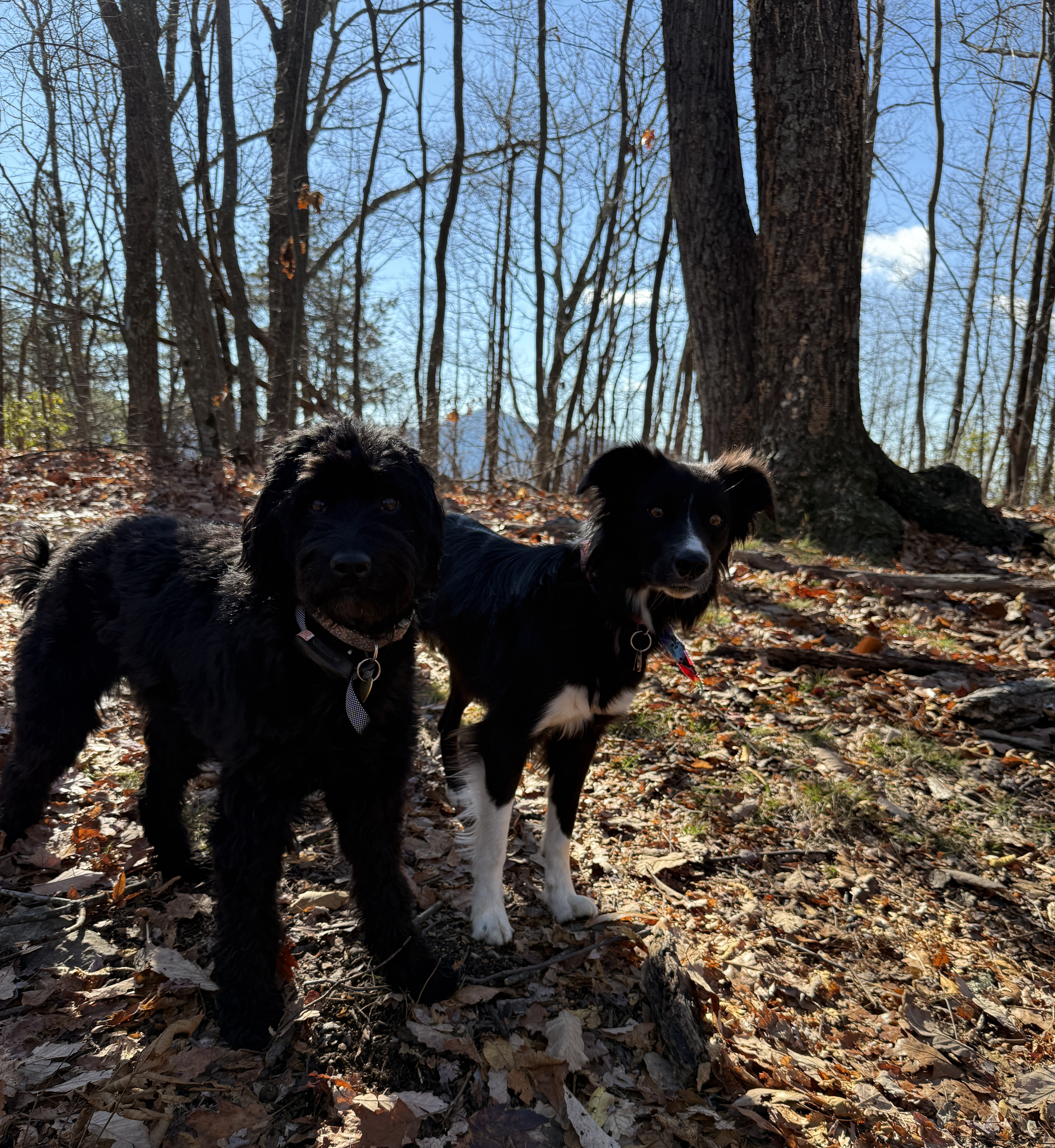 Mae and Roo on a hike