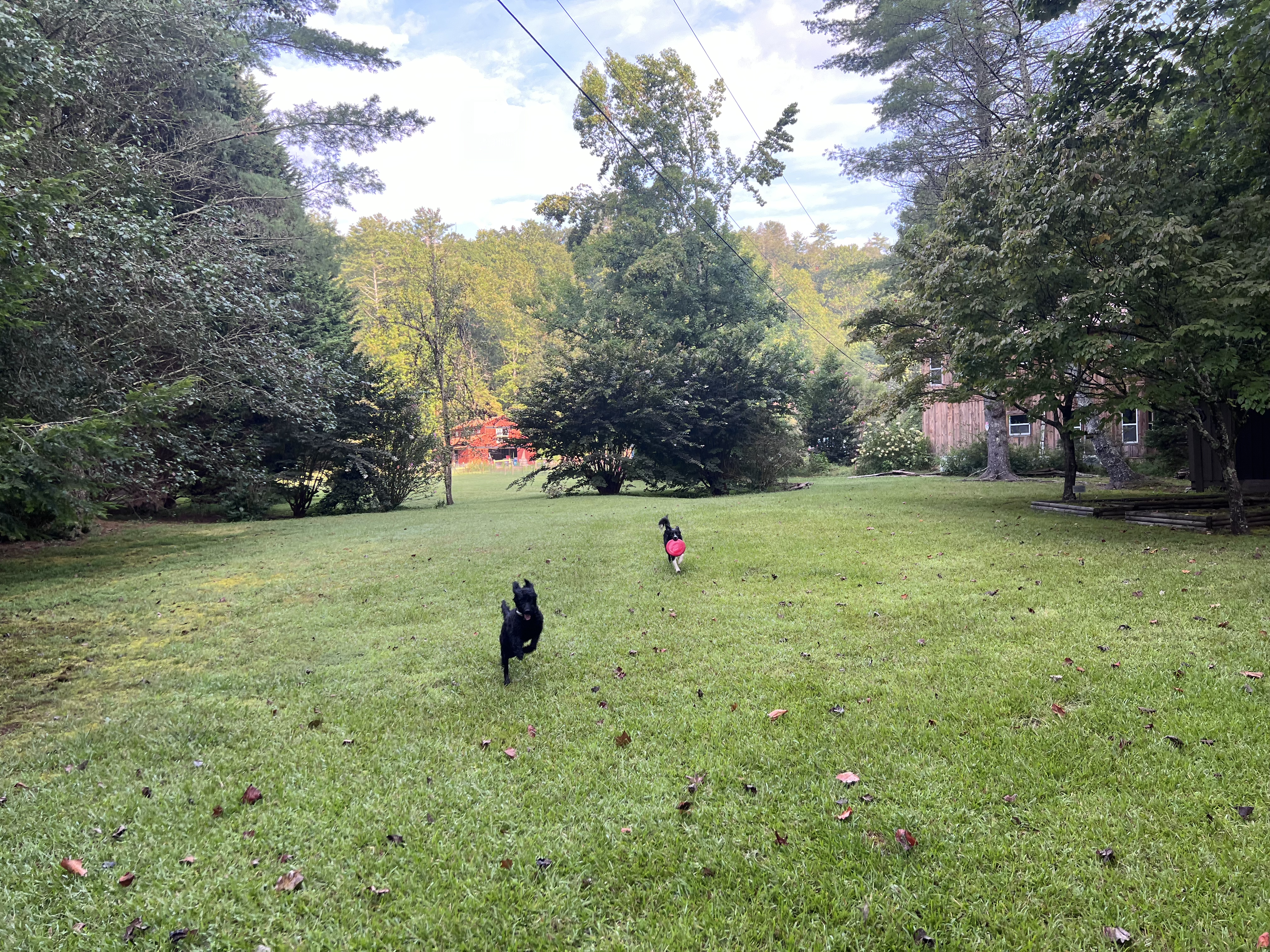 Mae and Roo playing frisbee