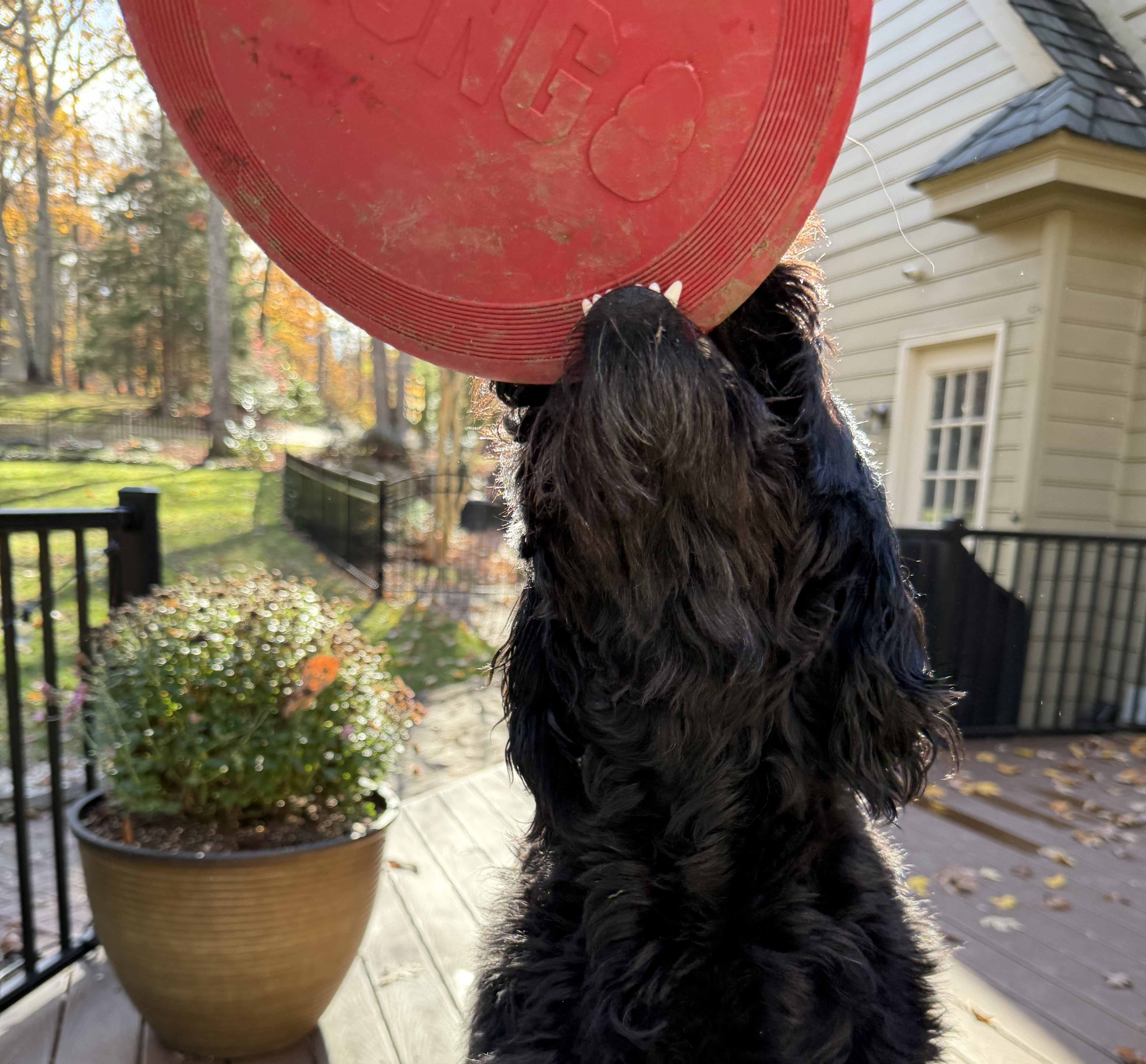 Roo with a frisbee and teeth showing