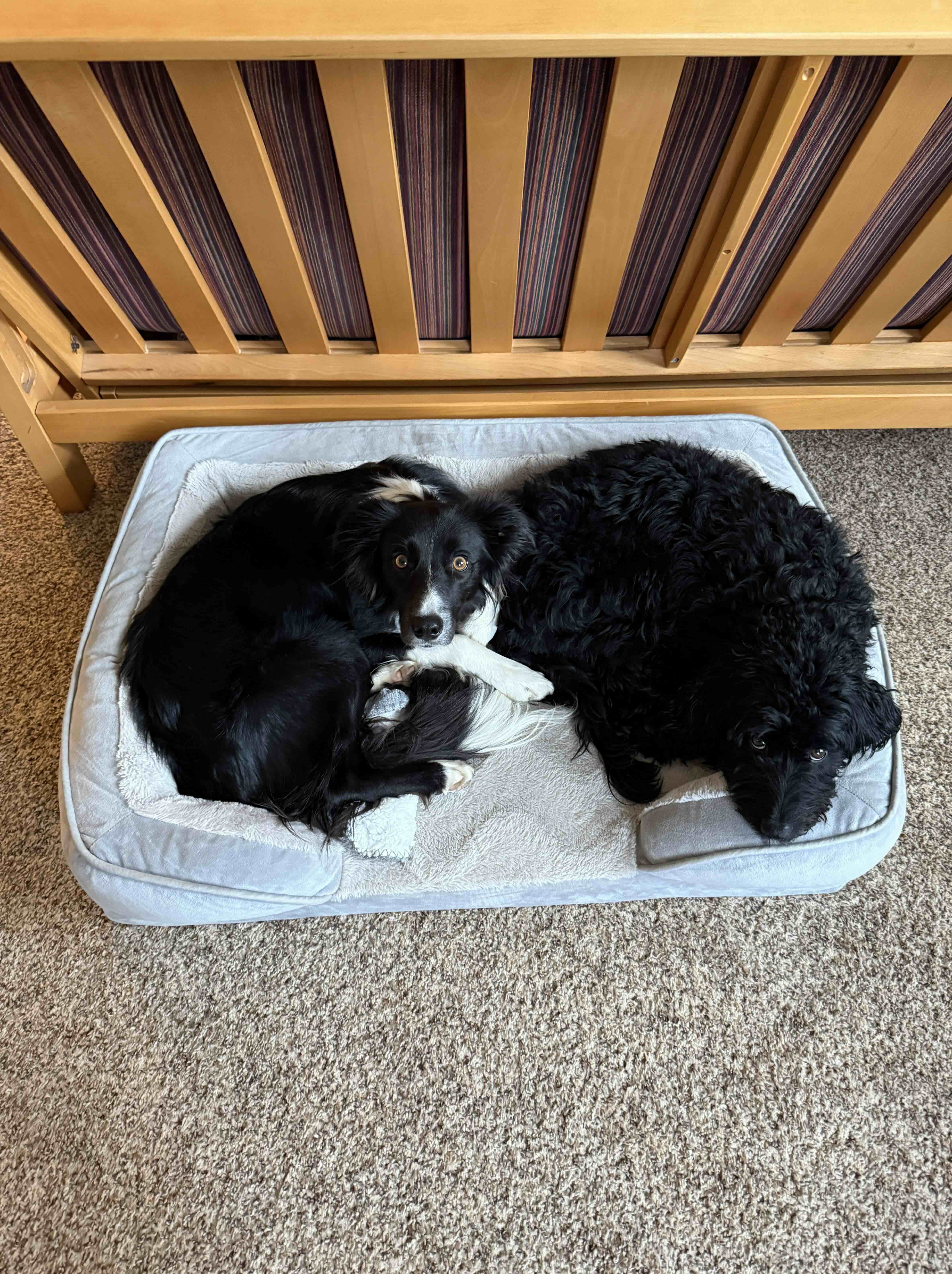 Mae and Roo napping