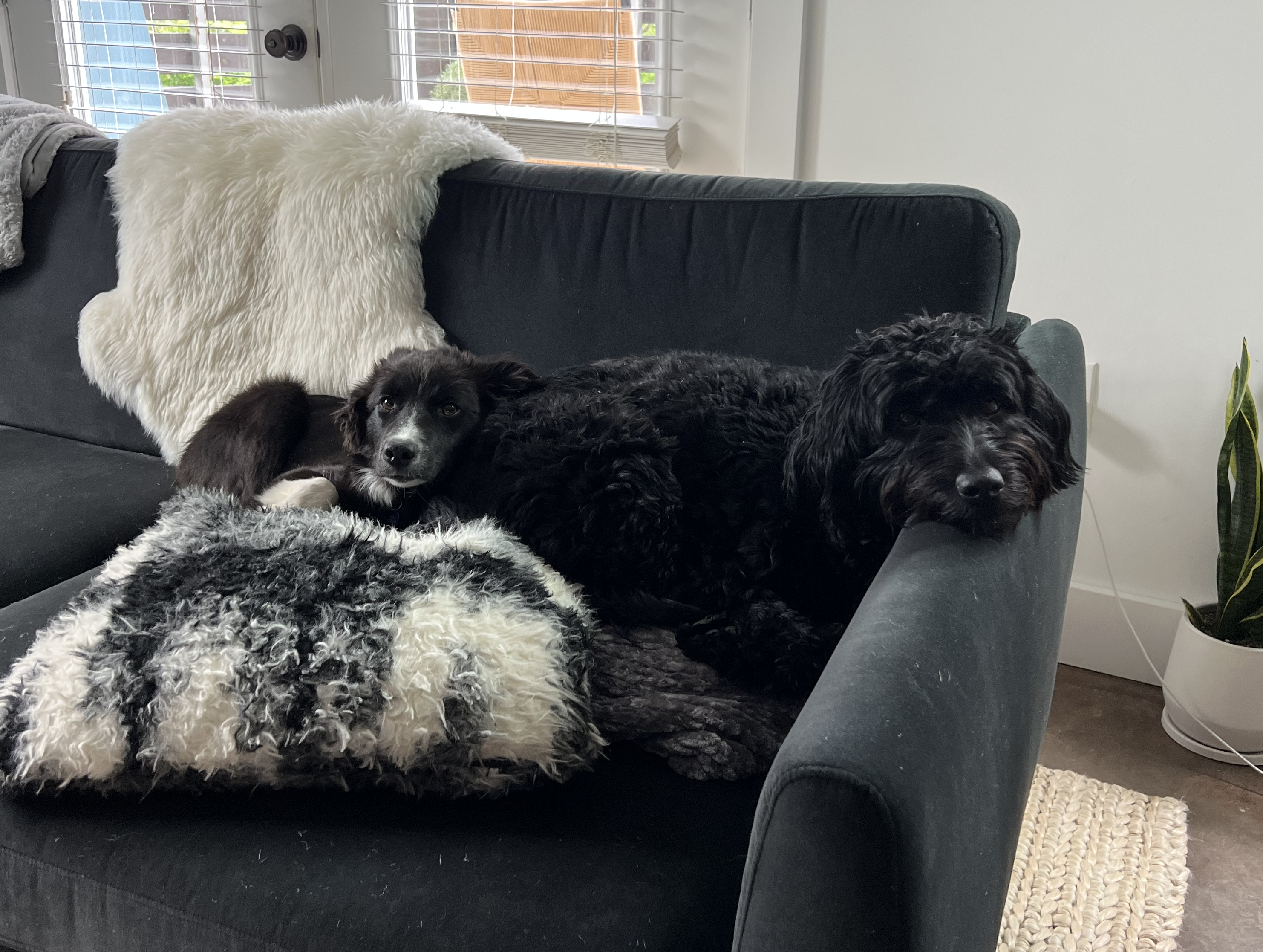 Mae and Roo snuggling on the couch